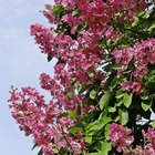 Lilas des indes 'red imperator' (lagerstroemia indica) - godet - taille 15/30cm
