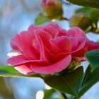 Camélia williamsii 'debbie' (camellia williamsii 'debbie') - godet - taille 13/25cm