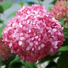 Hortensia 'magical® pinkerbell' (hydrangea arborescens 'magical® pinkerbell') - godet - taille 13/25cm
