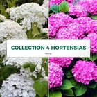 Collection 4 hortensias (hydrangea arborescens) - godet - taille 13/25cm