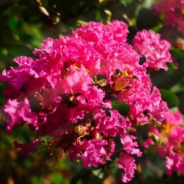 Lilas Des Indes petite Orchid e lagerstroemia Indica Godet 9cm lilas-des-indes-petite-orchid-e-lagerstroemia-indica-godet-9cm