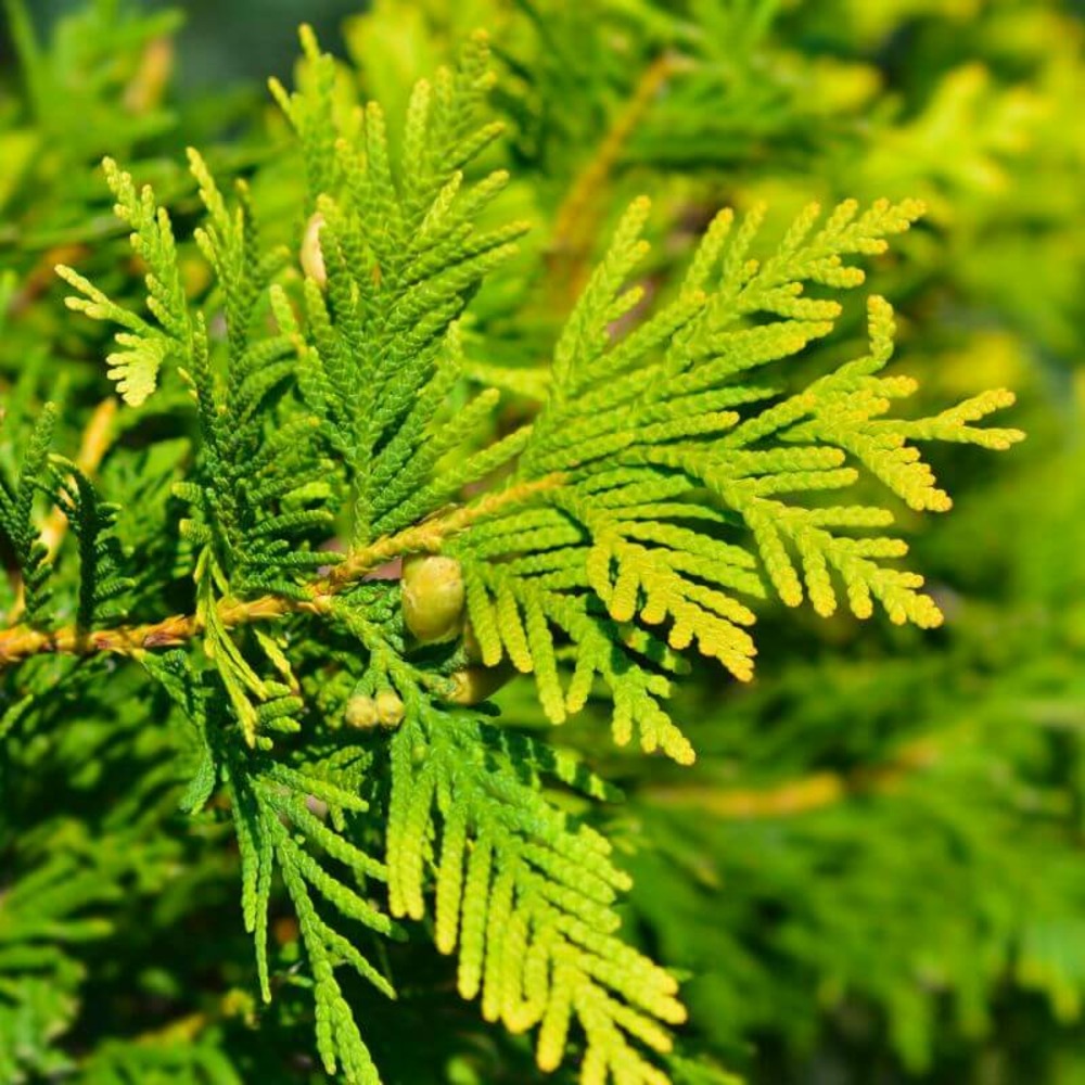 Cyprès de lawson 'ivonne' (chamaecyparis lawsoniana) - godet - taille 20/40cm