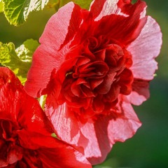 2 roses trémière 'double rouge' (alcea rosea chater's) - vendu par 2 - lot de 2 godets