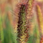 2 herbes aux écouvillons (pennisetum alopecuroides) - vendu par 2 - lot de 2 godets