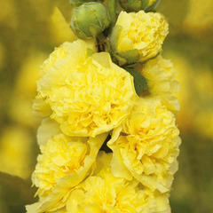 2 roses trémière charter's double jaune (alcea rosea charter's) - vendu par 2 - lot de 2 godets