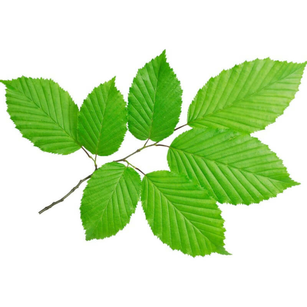 Charme houblon (Ostrya Carpinifolia)