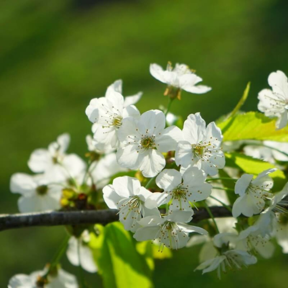 Merisier commun ou merisier des oiseaux (prunus avium) - godet - taille 30/50cm