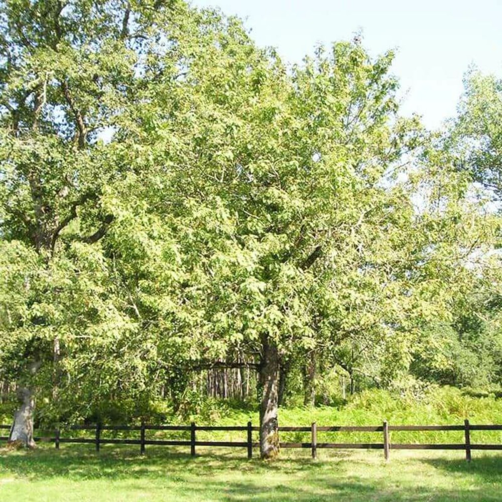Cormier (Sorbus Domestica)