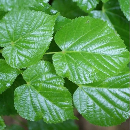 Tilleul à grandes feuilles