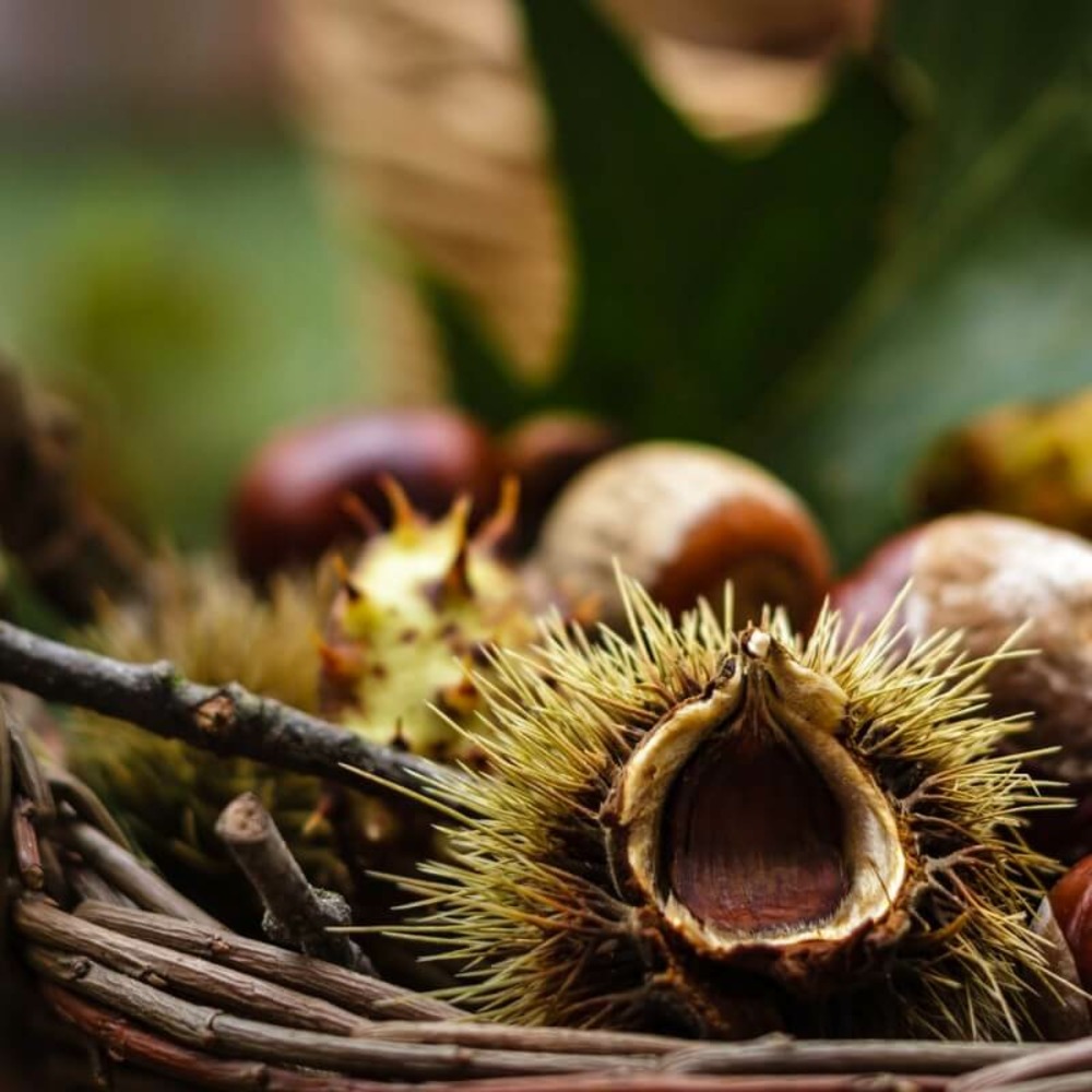 Châtaignier commun (Castanea Sativa)