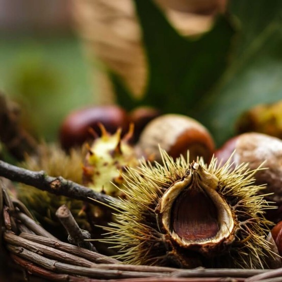 Châtaignier commun (Castanea Sativa)