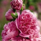 2 roses trémière 'double rose' (alcea rosea charter's) - vendu par 2 - lot de 2 godets