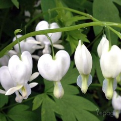 2 coeurs de marie blanche (dicentra spectabilis 'alba') - vendu par 2 - lot de 2 godets