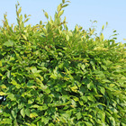 Charme commun ou charmille (carpinus betulus) - racines nues - taille 60/80cm