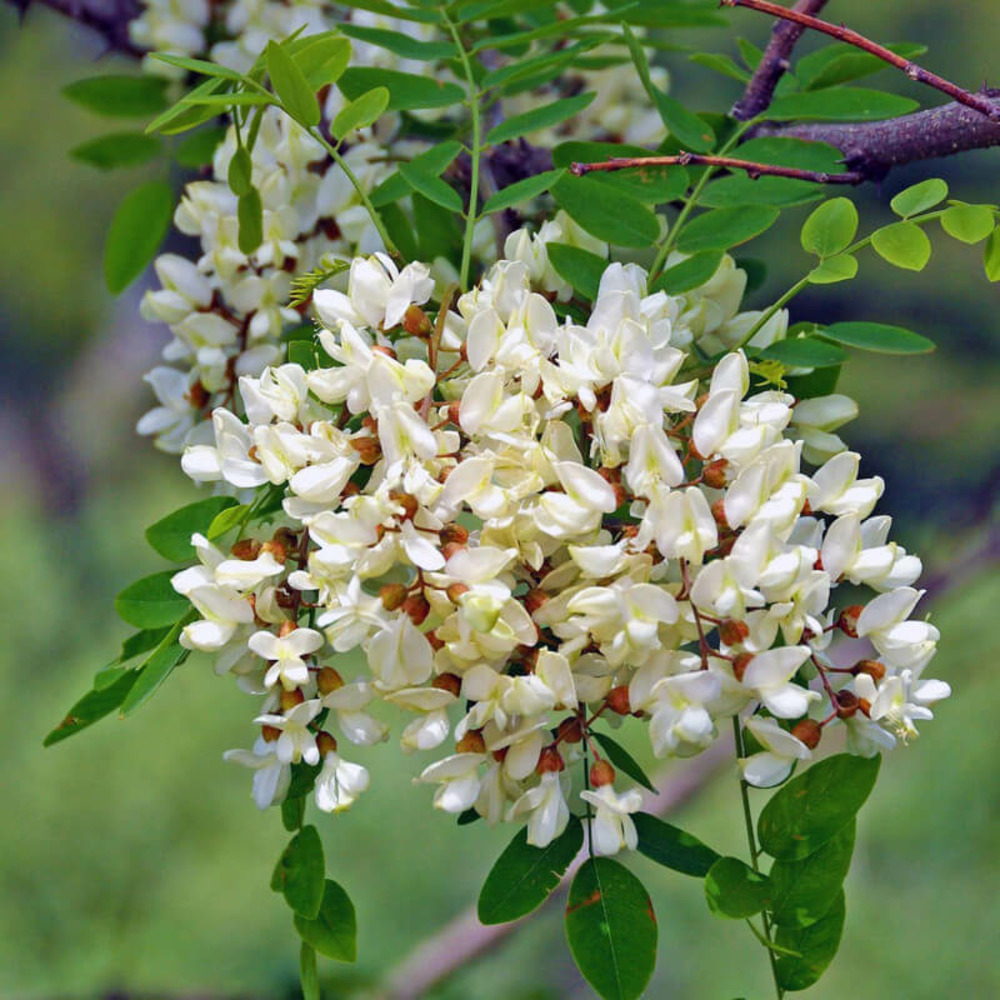 Robinier faux acacia (robinia pseudoacacia) - racines nues  - taille 30/50cm