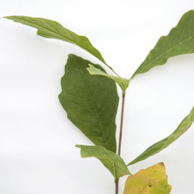 Chêne bicolore (quercus bicolor) - motte - taille 30/50cm