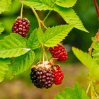 Hybride mûrier/framboisier 'loganberry' - conteneur 2l