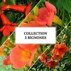 Collection 3 bignones (campsis) - conteneur 3l