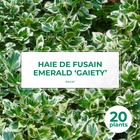 20 fusain emerald 'gaiety' (euonymus fortunei 'gaeity') - haie fusain gaiety - 20 jeunes plants : taille 13/25cm