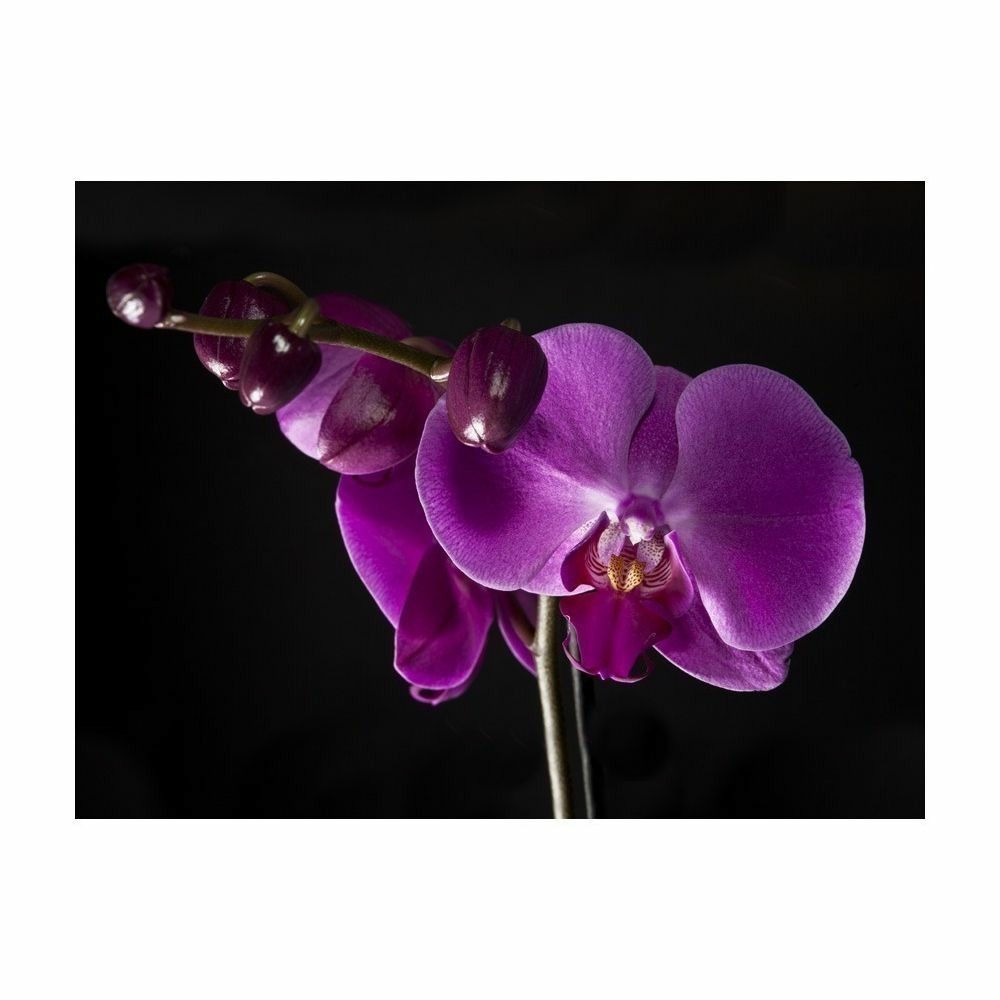 Papier peint - élégant  orchidée 350x270 cm