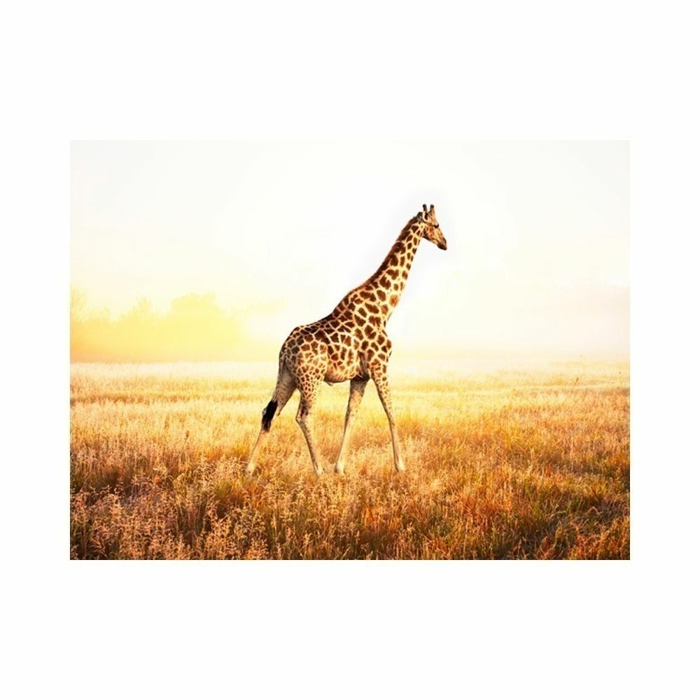 Papier peint - girafe - promenade 350x270 cm
