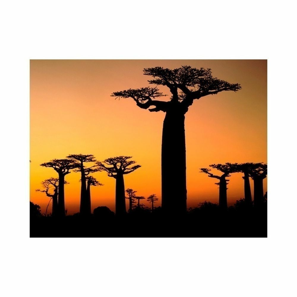Papier peint - baobabs africains 400x309 cm