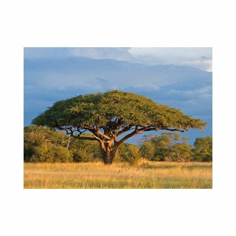 Papier peint - acacia africain - parc national hwange, zimbabwe 400x309 cm