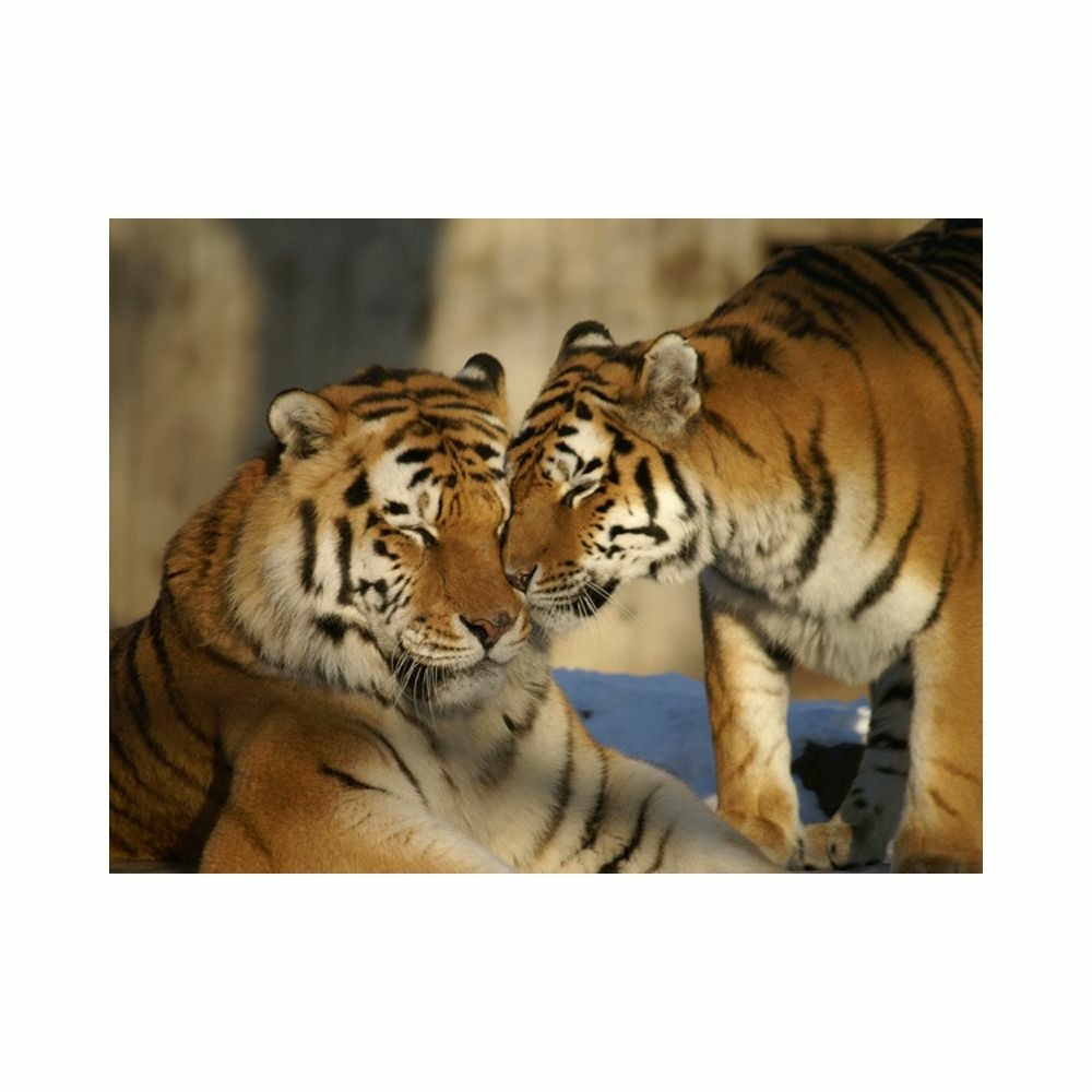 Papier peint - tigres : l'amour inconditionnel 350x270 cm