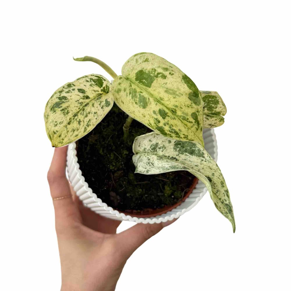 Scindapsus jade satin marble variegata
