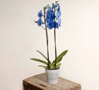 Orchidée bleue azur