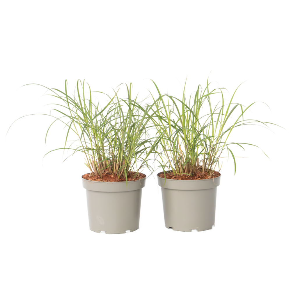 Roseau de chine - set de 2 - miscanthus sinensis 'red chief' - h40-60cm - ⌀23cm