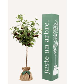 Cerisier bigarreau | idée cadeau naissance, mariage, anniversaire - à planter en intérieur ou extérieur.