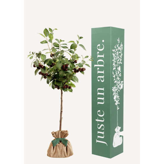 Cerisier bigarreau | idée cadeau naissance, mariage, anniversaire - à planter en intérieur ou extérieur.