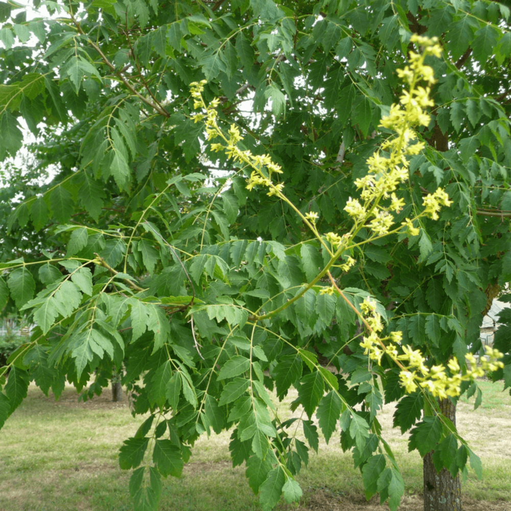 Savonnier (Koelreuteria Paniculata)