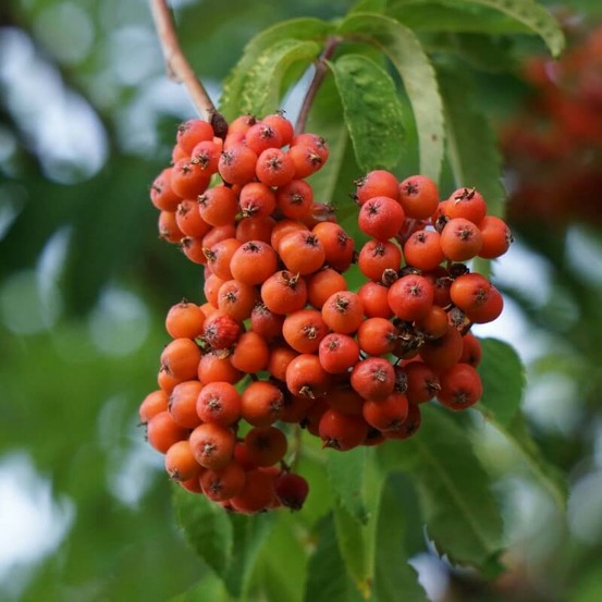 Sorbier des oiseleurs (Sorbus aucuparia)