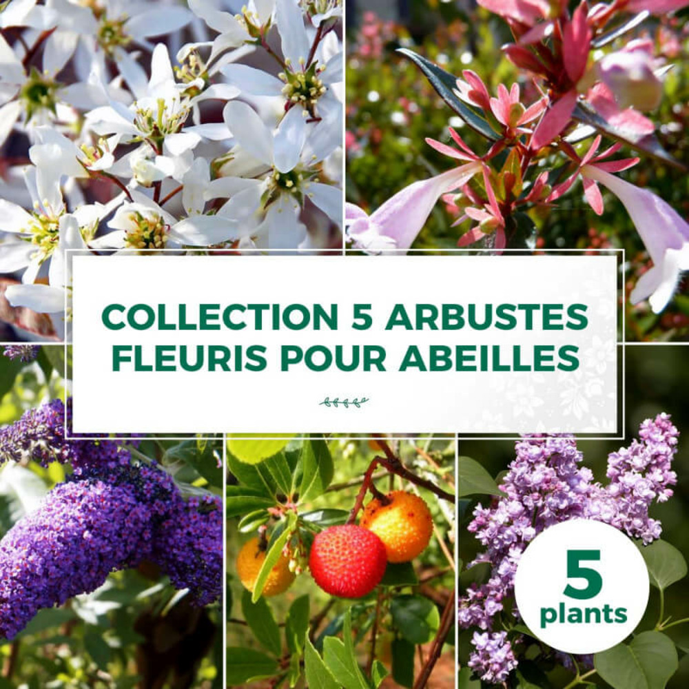 Collection 5 arbustes fleuris - godet - taille 20/40cm