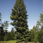 Séquoia toujours vert (sequoia sempervirens) - godet - taille 20/40cm