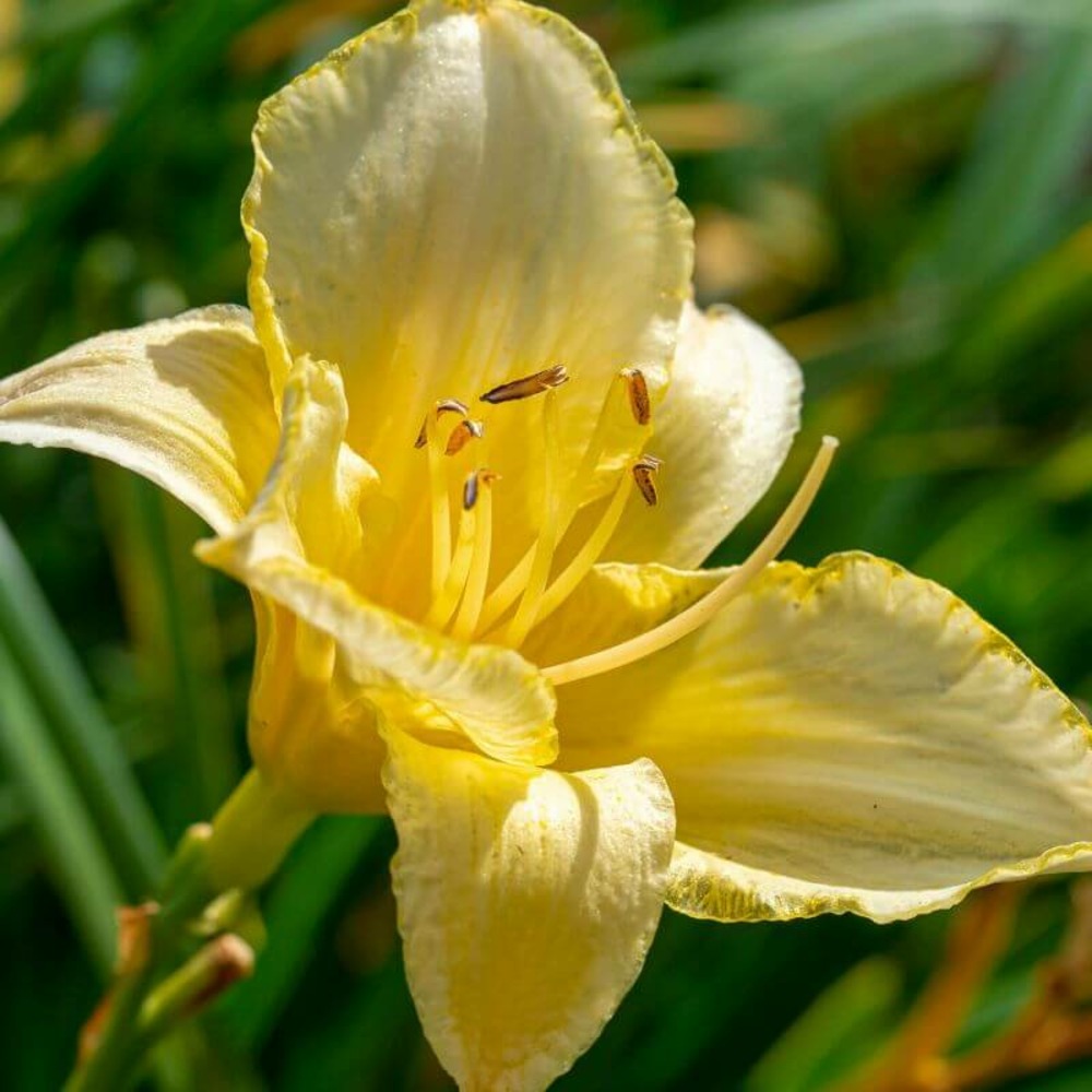 2 hémérocalles 'ice carnival' (hemerocallis) - vendu par 2 - lot de 2