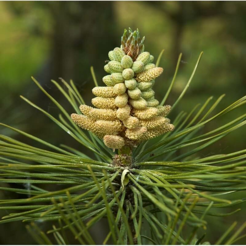 Pin noir d'autriche (pinus nigra austriaca) - godet - taille 20/40cm