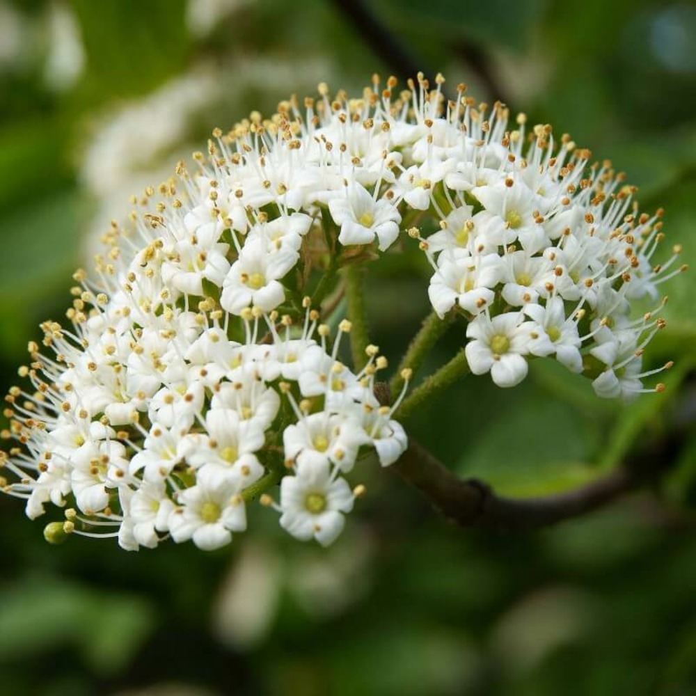 Alisier blanc  (sorbus aria) - racines nues - taille 50/80cm