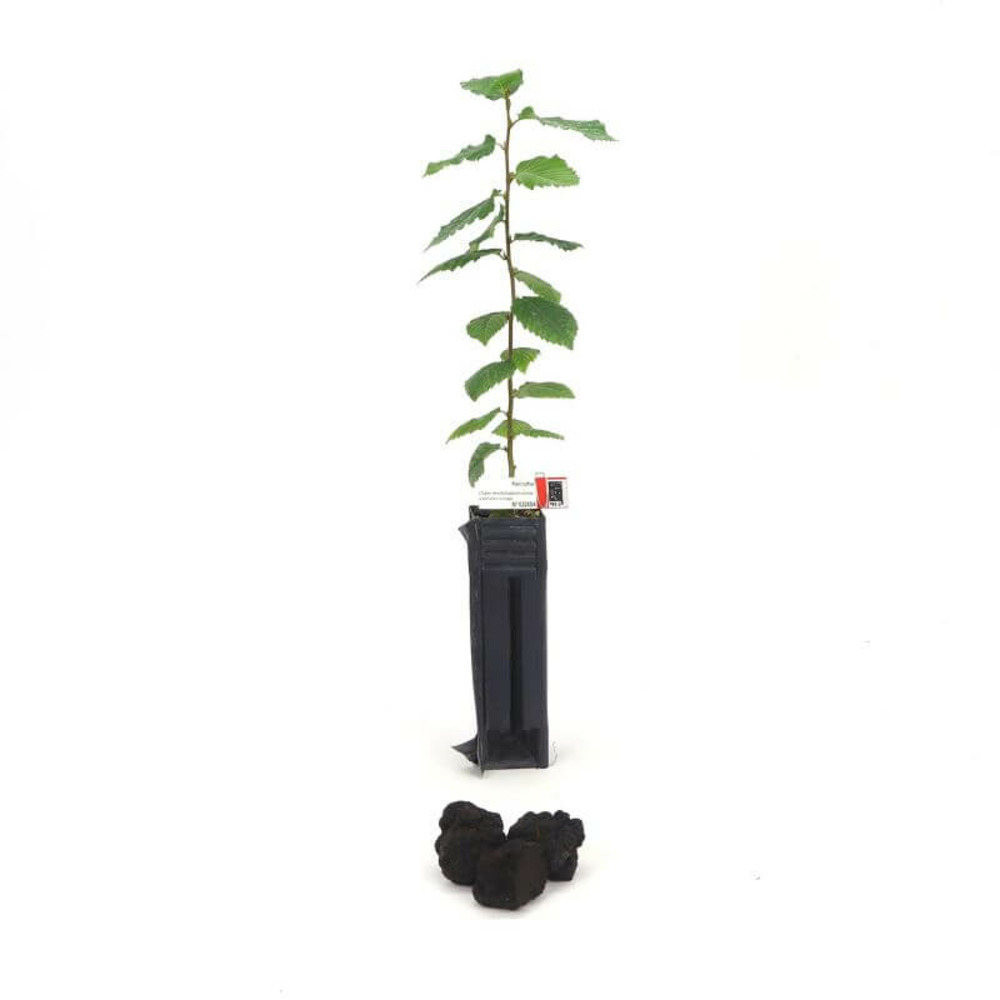 Charme melanosporum (carpinus betulus) -