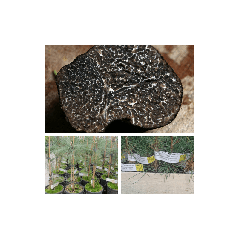 Pin noir d'autriche melanosporum (pinus austriaca) -