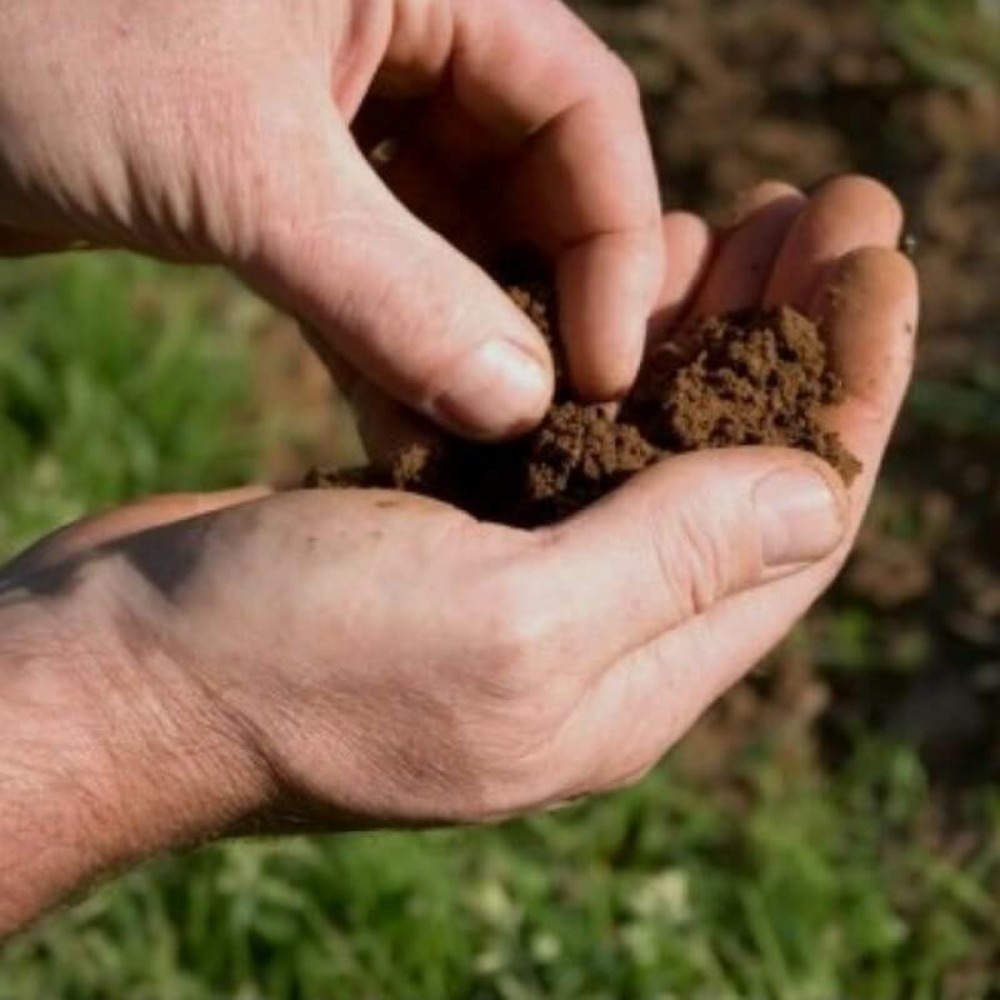 Analyse de sol en laboratoire pour plant truffier -