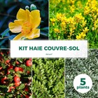 Kit haie couvre sol - 5 jeunes plants - 5 jeunes plants : taille 20/40cm