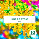 10 cytise commun (laburnum anagyroides) - haie de cytise - 10 jeunes plants : taille 20/40cm