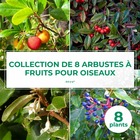 Collection 8 arbustes à fruits pour oiseaux - godet - taille 20/40cm