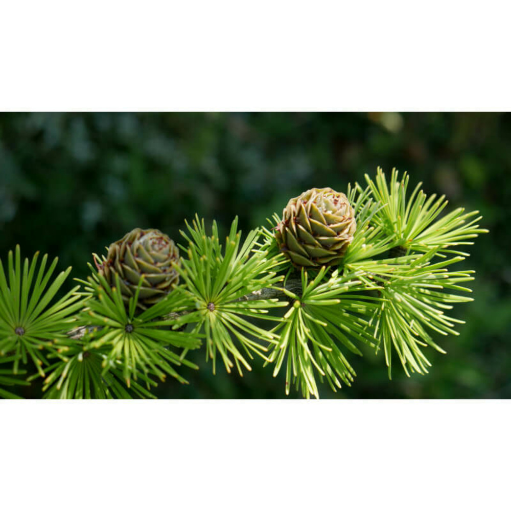 Mélèze d'europe (larix decidua) - godet - taille 20/40cm