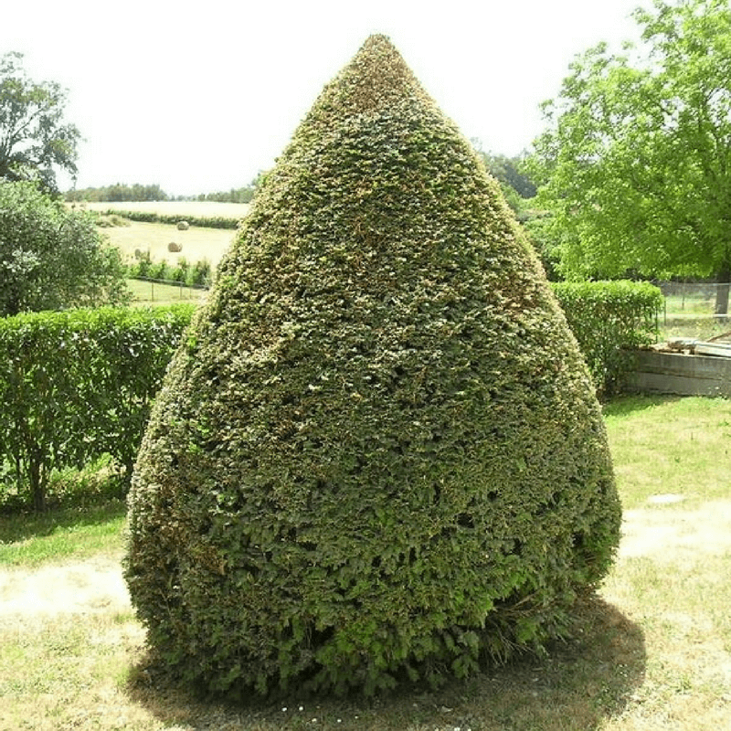 If commun grande taille (taxus baccata) - motte - taille 80/100cm