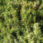 Genévrier oxycèdre (juniperus oxycedrus) - godet - taille 13/25cm