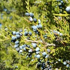 Genévrier de virginie (juniperus virginiana) - godet - taille 13/25cm